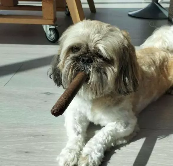 Majatalo Au Sarseyis   Studio D Hôtes   Studio équestre