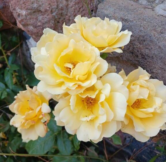 پانسیون Madoyans Rest House