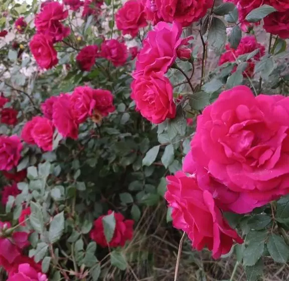 Majatalo Madoyans Rest House