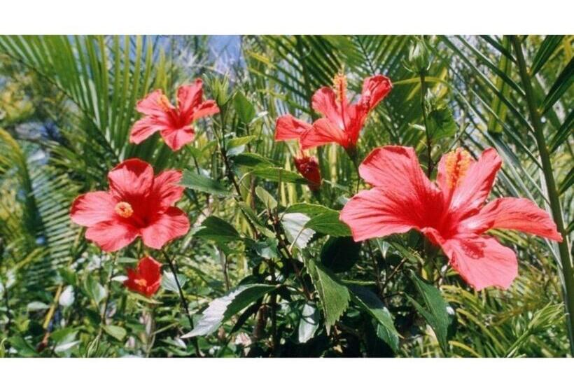 בית מלון כפרי Terrace Garden Mihama Resort   Vacation Stay 85806v