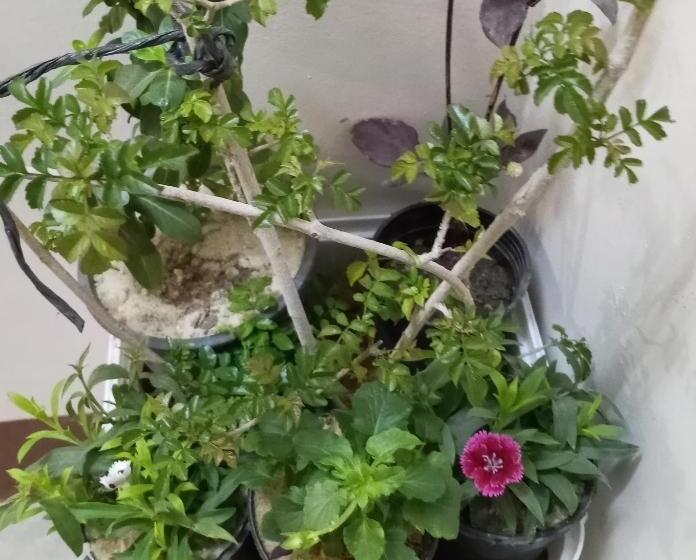 تختخواب و صبحانه Susan S Guest House