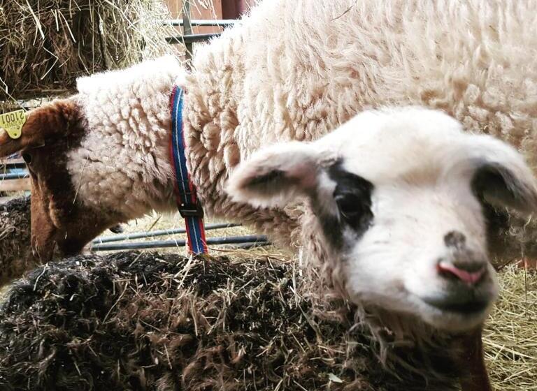 Otel The Thistle Inn   Eko Farmstay