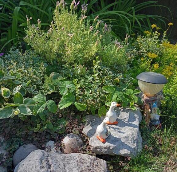 بنسيون Guest House Kotva