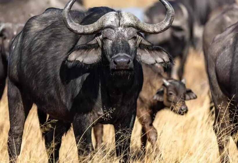 ホテル Sable Ranch Thaba Khaya Lodge