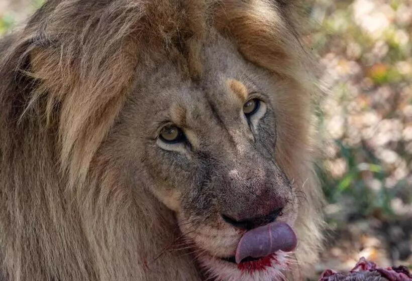 ホテル Sable Ranch Thaba Khaya Lodge