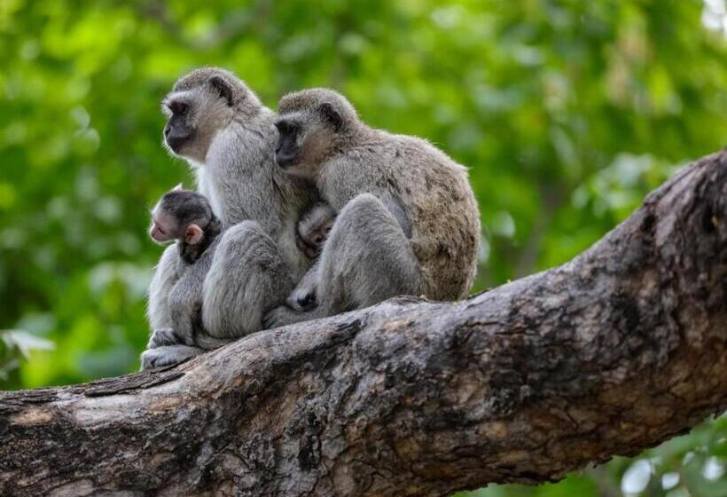 فندق Sable Ranch Thaba Khaya Lodge