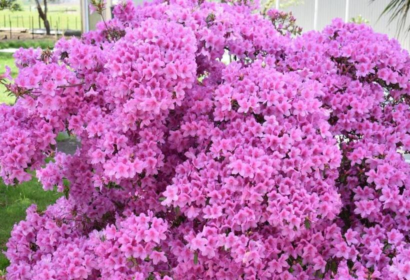 住宿加早餐 Villa Walton