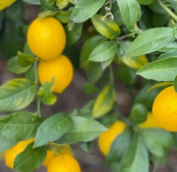 住宿加早餐 Villa Walton