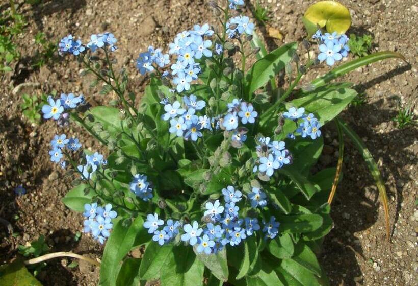 Yufuin Onsen Ryokan Hananomai