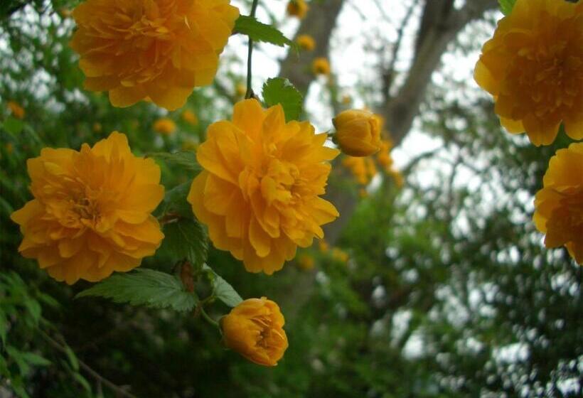 Yufuin Onsen Ryokan Hananomai
