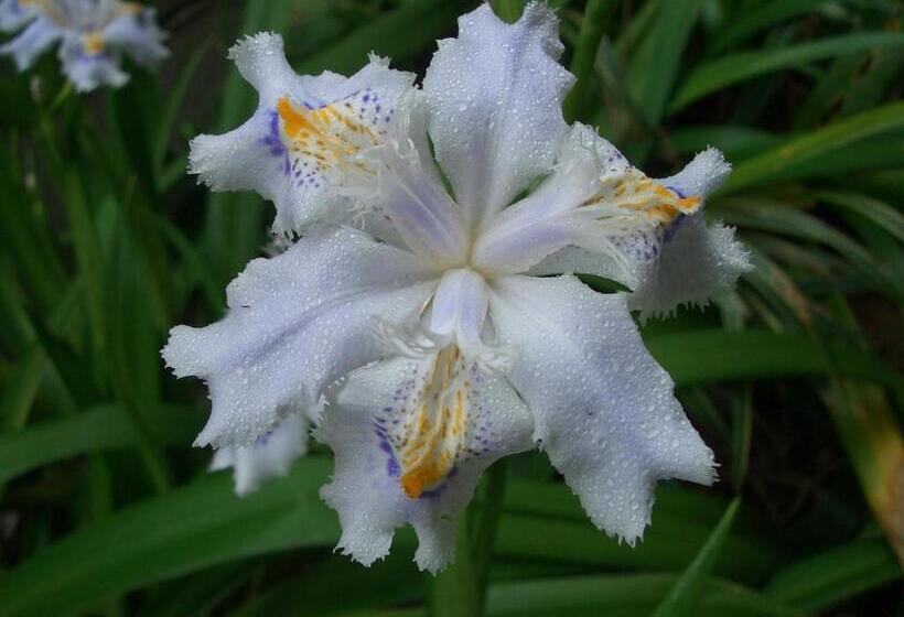 Yufuin Onsen Ryokan Hananomai