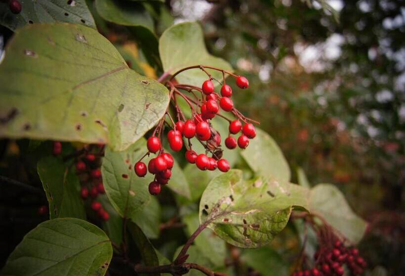 Yufuin Onsen Ryokan Hananomai