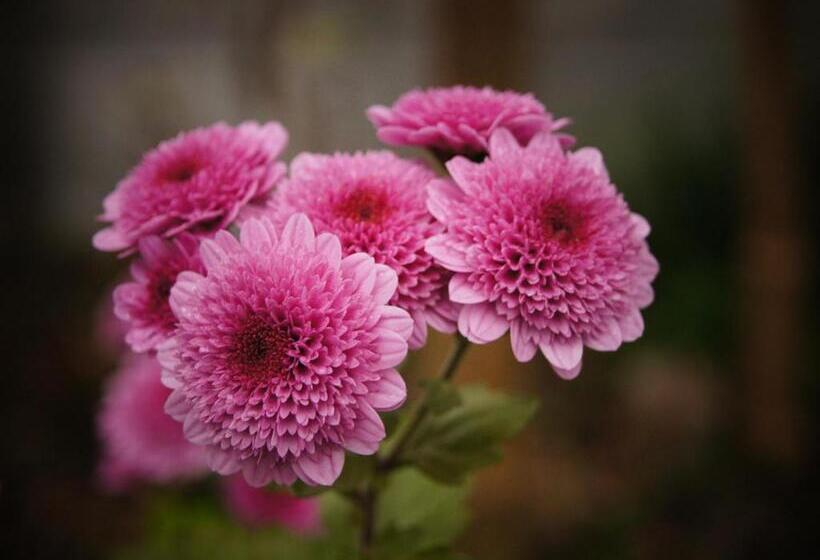 Yufuin Onsen Ryokan Hananomai