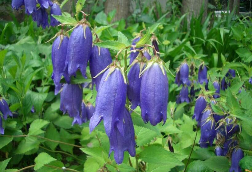 Yufuin Onsen Ryokan Hananomai