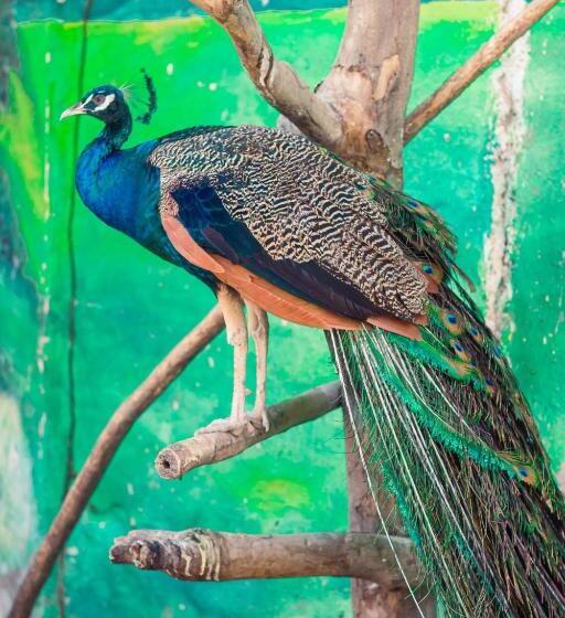 هتل Raices De La Guajira