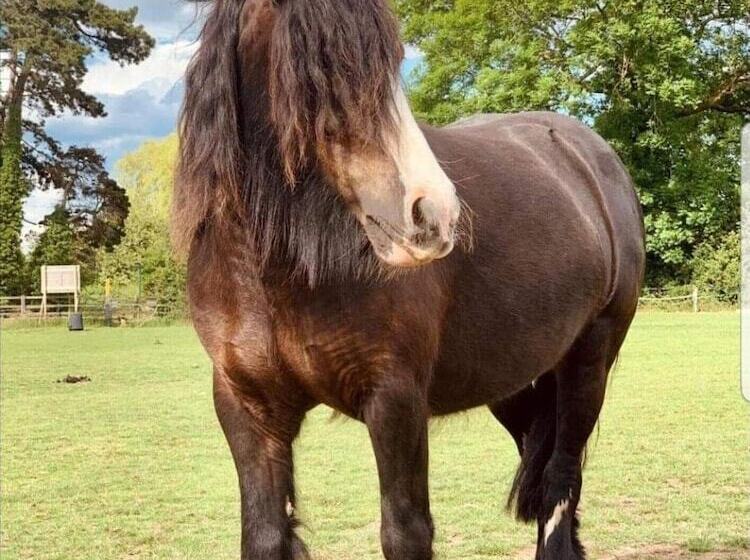 호텔 Tranquil Equestrian Escape Sleeps 2