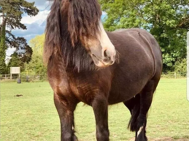 Hotelli Tranquil Equestrian Escape   Sleeps 2