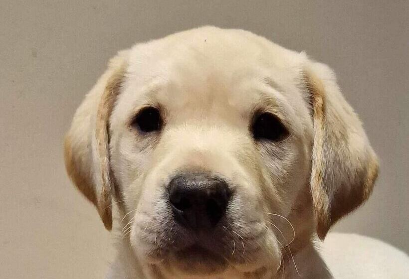 4 Bed Room Bungalow , Open Fire ,perfect Choice