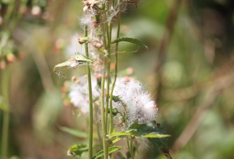 ベッドアンドブレックファースト Green Ark Resorts