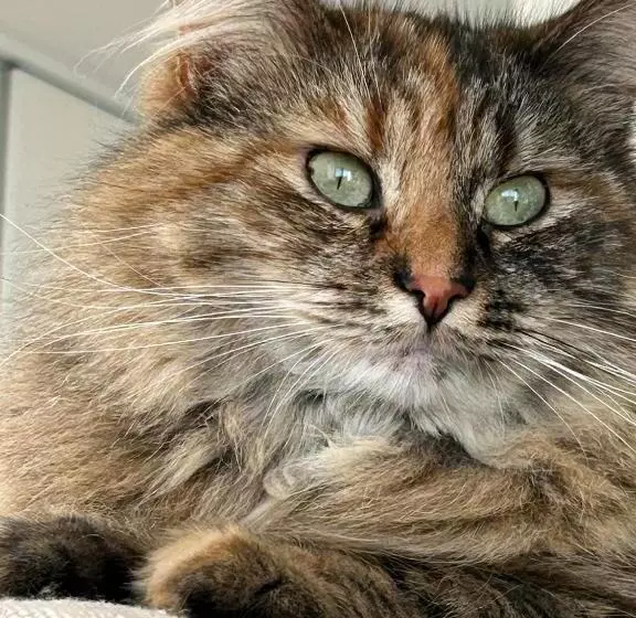 Aamiaismajoitus (B&B) Les Sternes