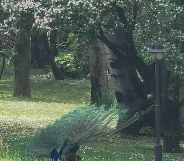 B&b Villa Melograno Pontoglio