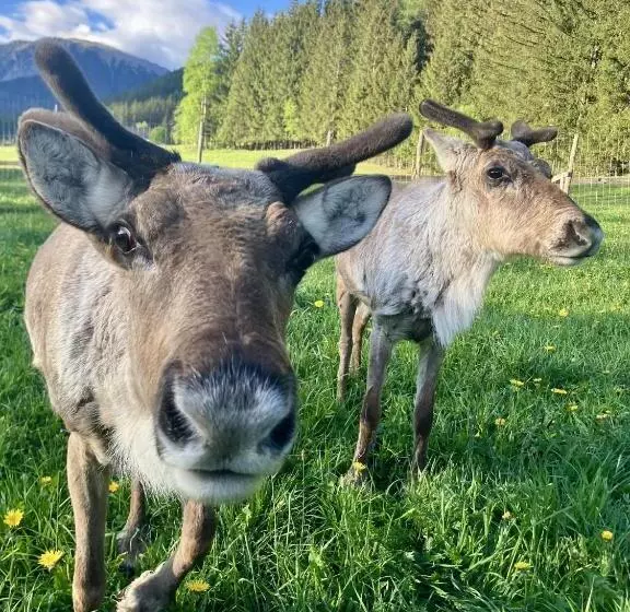 ホテル Alpakas, Lamas Und Rentiere Zum Grünen See