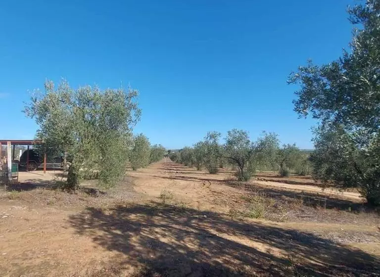 هتل Forest Farm