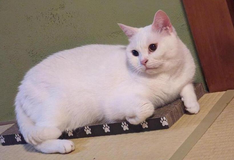 פנסיון Guest House Tsugaru No Heccho Vacation Stay 95286v