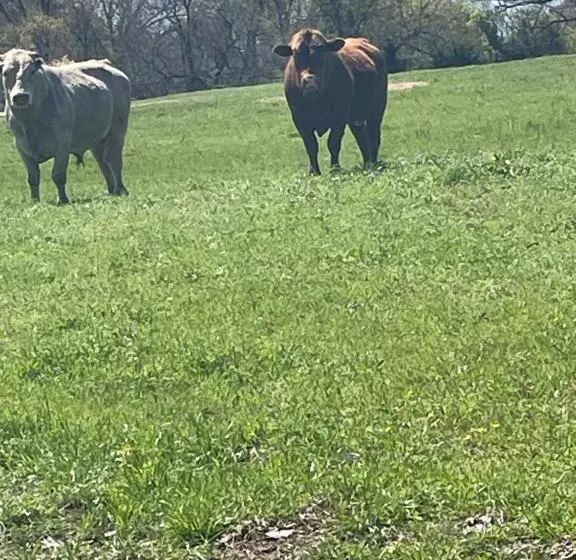 Aamiaismajoitus (B&B) Roebuck Ranch