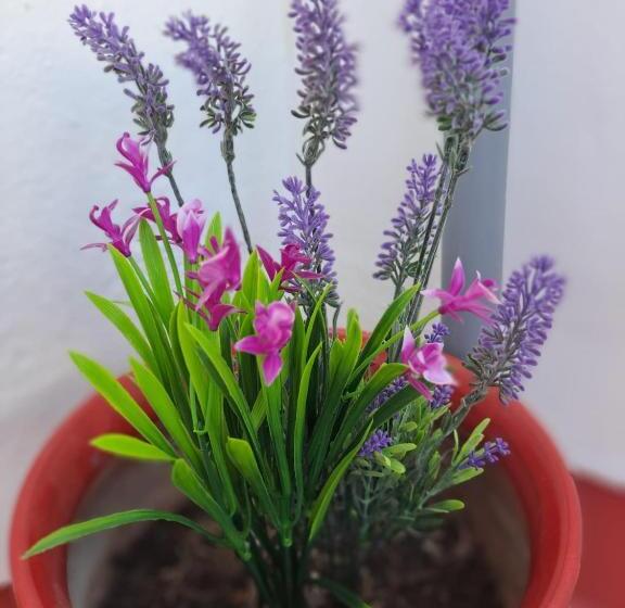 هاستل Hostal Montys