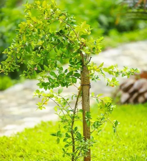 ペンション Polhena Villa Hakmana