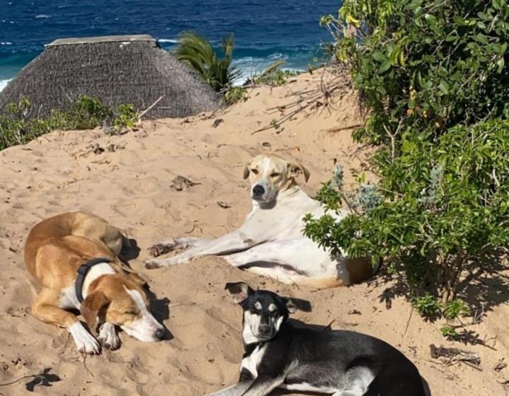 ペンション Mar Me Quer, Eco Beach Retreat