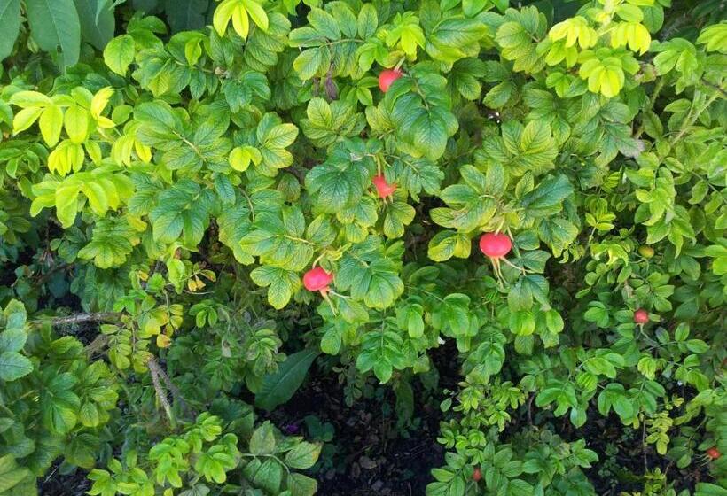 پانسیون Nilseni