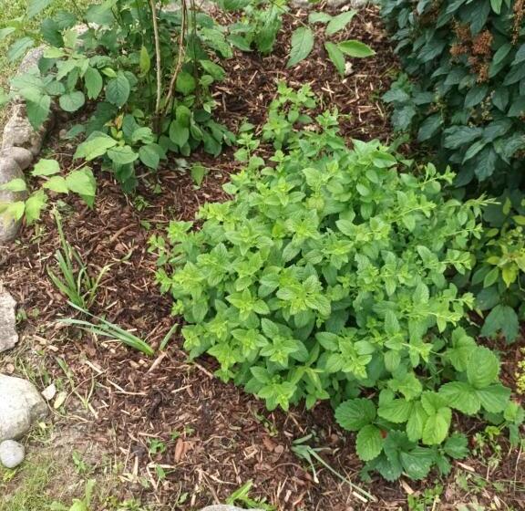 پانسیون Nilseni