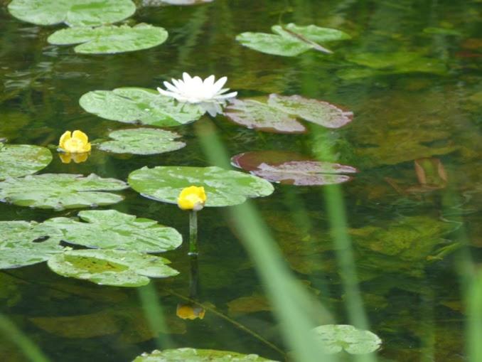 پانسیون Nilseni