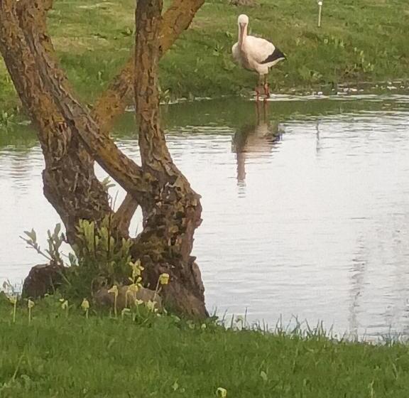 پانسیون Nilseni