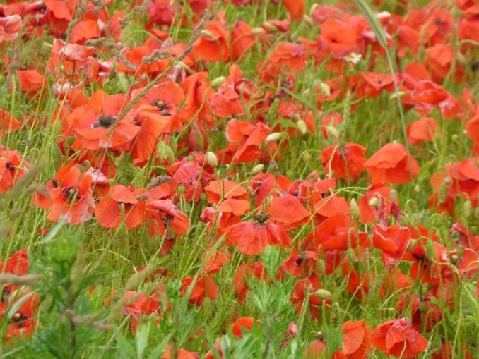 پانسیون Nilseni