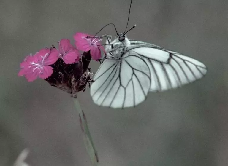 Agropensiunea Rafila