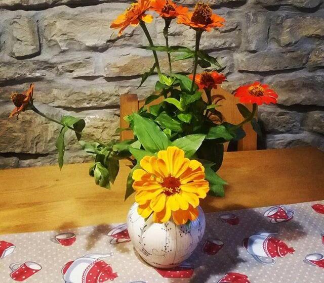 Agropensiunea Rafila