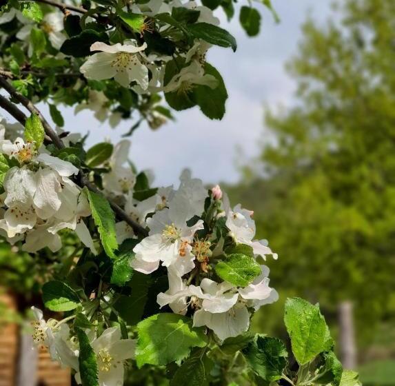 Grand Tara Rafting Resort