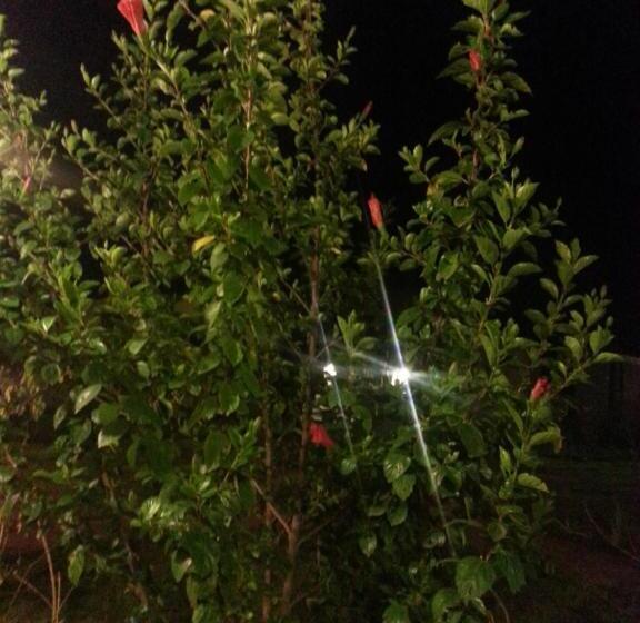 Pension Golden Lilies