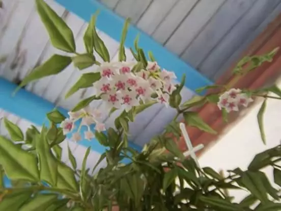 ホテル Agriturismo Silitta