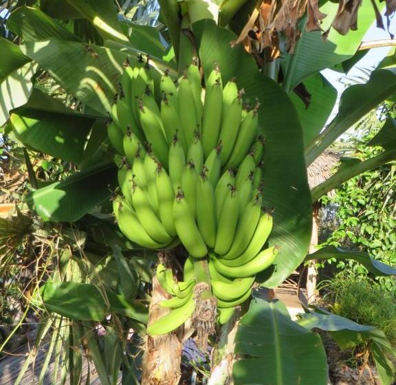 تختخواب و صبحانه Bahati Diani House Glamping