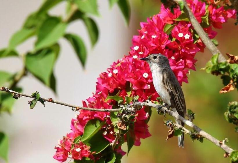 בית מלון כפרי Marafiki Bungalows