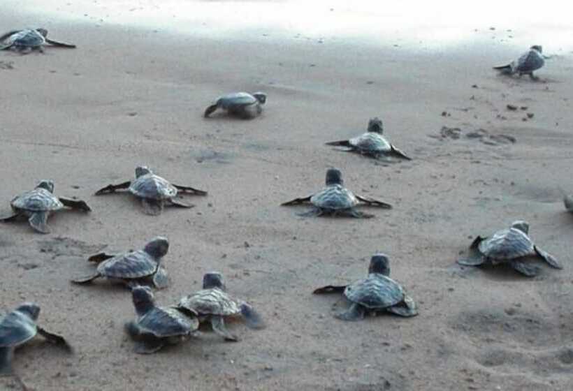 渡假胜地  Esperanza Beach Mawella