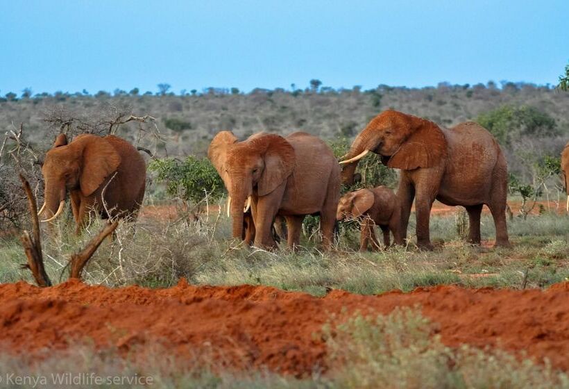 تختخواب و صبحانه Upani In Diani