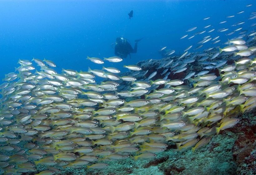 تختخواب و صبحانه Upani In Diani