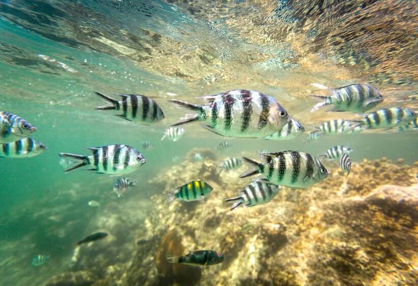 تختخواب و صبحانه Upani In Diani