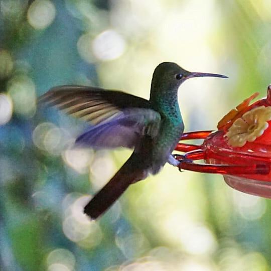 ベッドアンドブレックファースト Carmen's Place