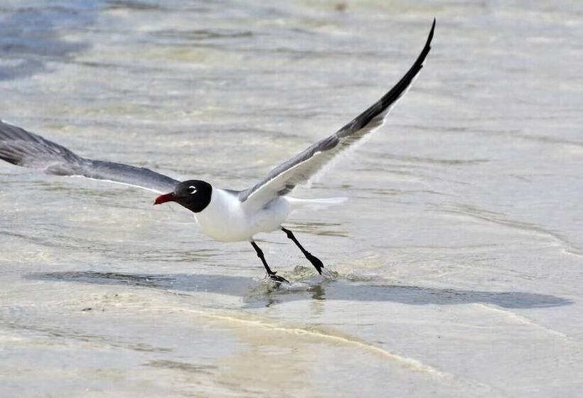 Fontainebleau 335 By Avantstay Beachfront Access
